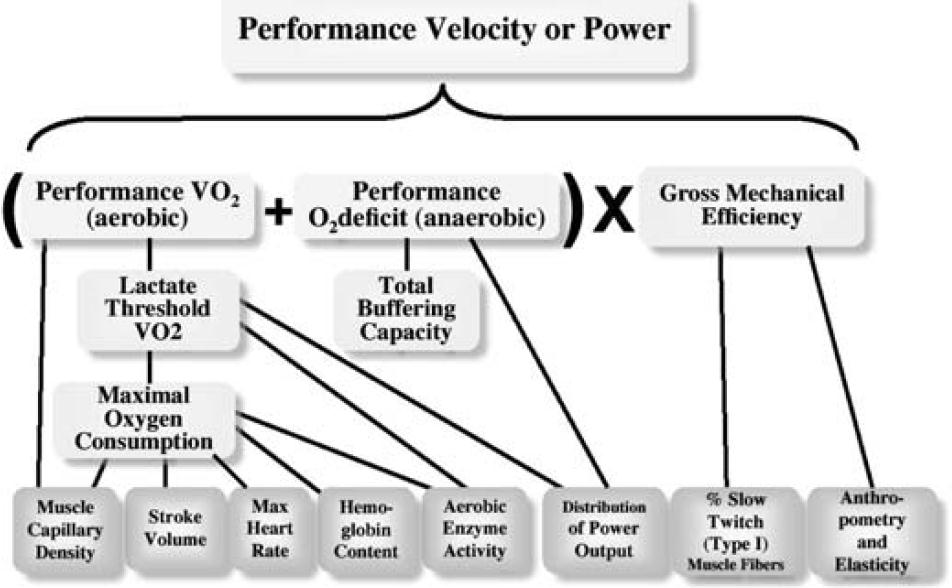 Figur 2.3: Et skjematisk overblikk over de ulike fysiologiske faktorene som er med på å bestemme utholdenhetsprestasjonen. Hentet fra Joyner & Coyle (2008). 2.4 Sprintprestasjon I en sprint er man avhengig av stor kraftutvikling i starten av sprinten, og deretter evnen til å opprettholde en høy kraftutvikling.