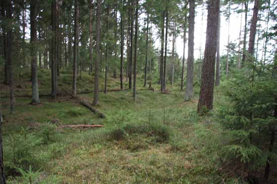 Tormod Klemsdal NATUR I ØSTFOLD 28(1-2) 2009 Fig. 7. Bildet er tatt sørvestover og viser starten på en av halene og det flate partiet mellom halene. Foto: T. Klemsdal. nordøst innover sletten, ble de to endene av buen til to rygger, haler.