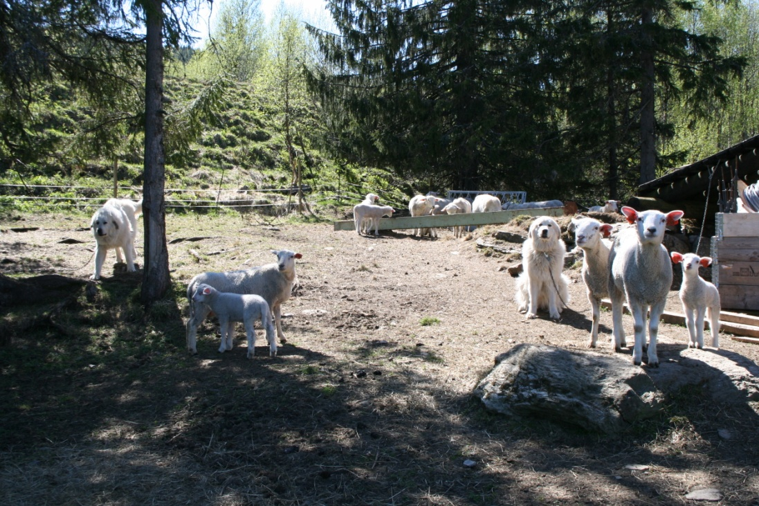 Om prosjektet Prosjektet gikk ut på å ta i bruk vokterhund på patrulje som et forebyggende tiltak mot rovviltskader i beiteområdet Brandsfjellet/ Almdalen i Lierne Kommune for sauebesetningen til
