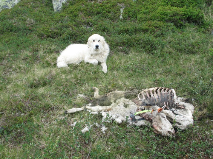 Slippdato/ patruljering Som tidligere nevnt ble sauene sluppet i utmarksgjerde den 10.06.2007, og gikk der en periode før de ble sluppet ut på utmarksbeite i nærområdet ved gården.