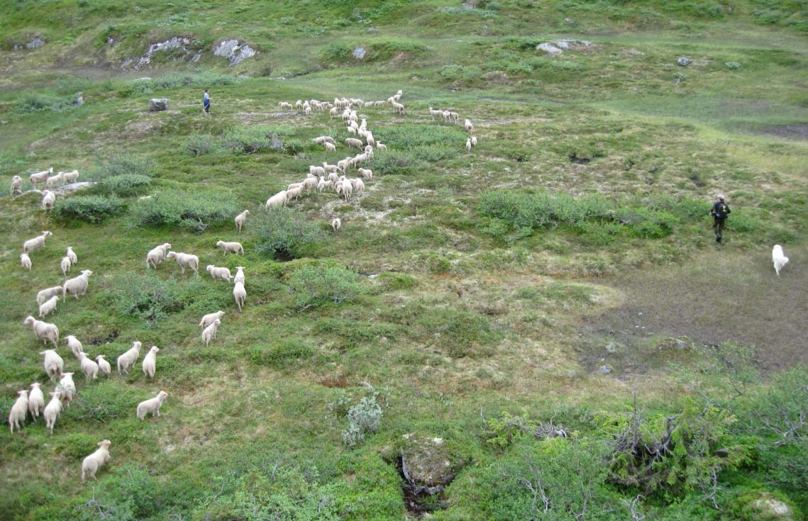 I 2007 hadde vi derimot ingen tegn på at rovdyr kom ned til skogsområdet ved gården. 10.07.2007,da beiteforholdene i fjellet begynte å bli gode flyttet vi hele saueflokken inn til sørsiden av Austre Brandsfjellet, Nesskardet.