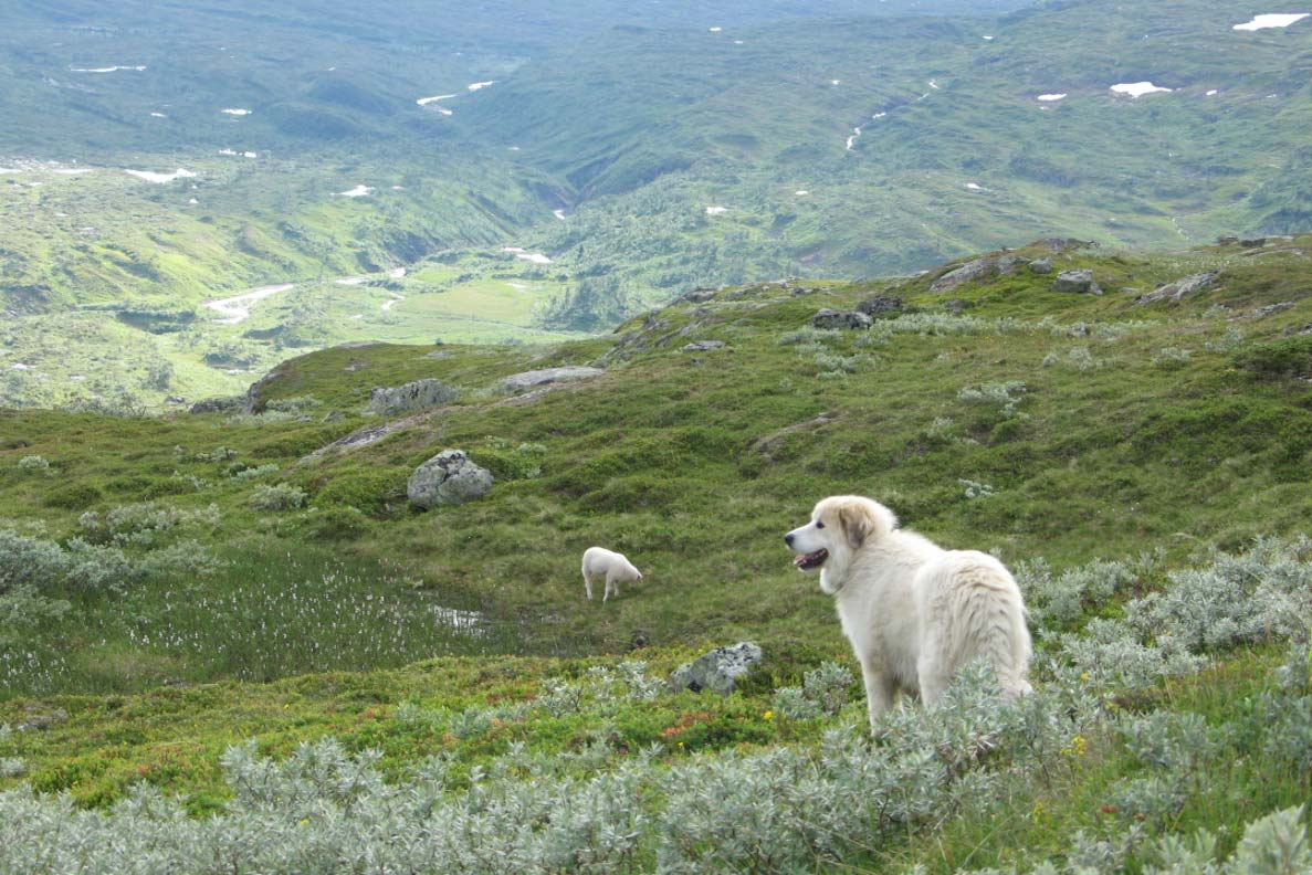 regelmessige patruljeringen av området. De tellingene som ble gjennomført i denne perioden viste også at størsteparten av saueflokken var intakt.