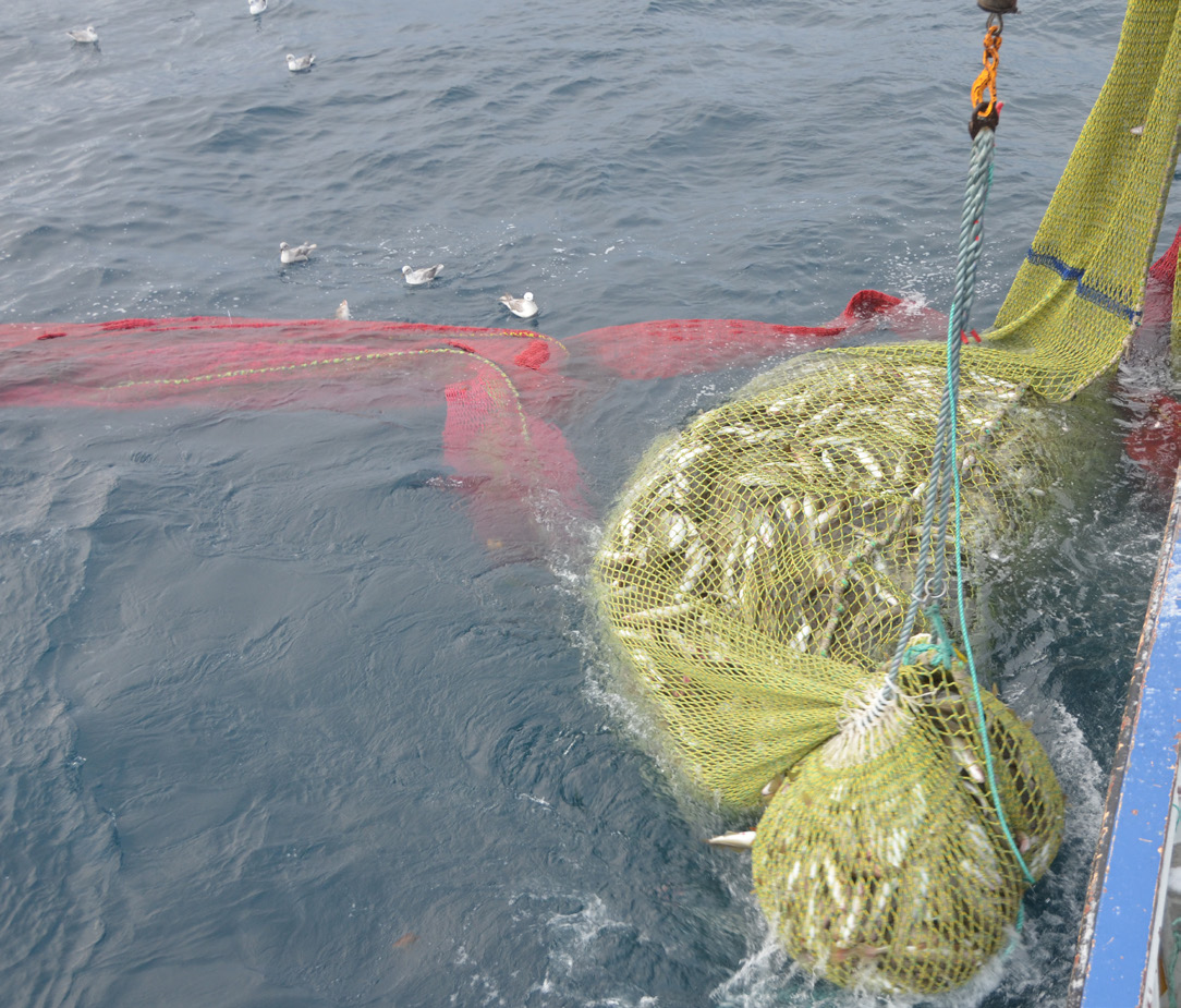Foto: Olafur Arnar Ingolfsson,HI. Størst andel av pelagisk fisk blir fanget med not, en del fanges med pelagisk trål mens de minste fartøyene også benytter runddorg i fisket etter makrell.