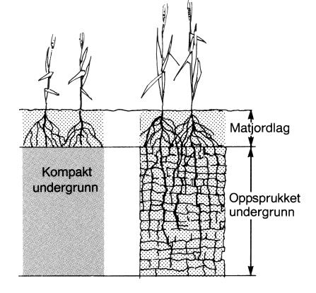 Konsekvenser av jordpakking Jordpakking har forskjellige alvorlige konsekvenser som ofte er knyttet sammen og forsterker hverandre: Rotutvikling mekanisk begrenset Forminsket næringsopptak og dårlig