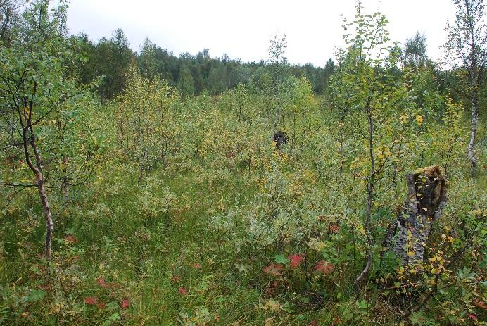 39 (2008-2009) om «Klimautfordringene landbruket en del av løsningen» (og Innst.