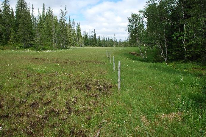 Det er skog og dyrkamark som er i fokus, mens myrenes betydning som karbonlager, og myrenes evne til akkumulering av karbon er lite berørt (se under).