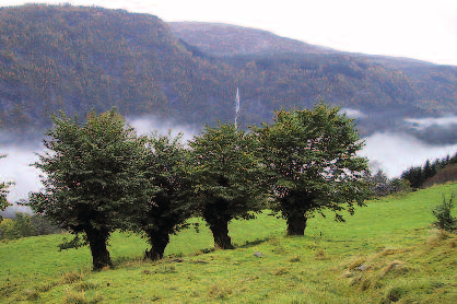 Dyr av rasen kystgeit og ammegeit som beiter i dei aktuelle områda er inkluderte i tilskotsordninga. Arealet/areala som vert skjøtta skal i sin heilheit markerast på kart i søknaden.