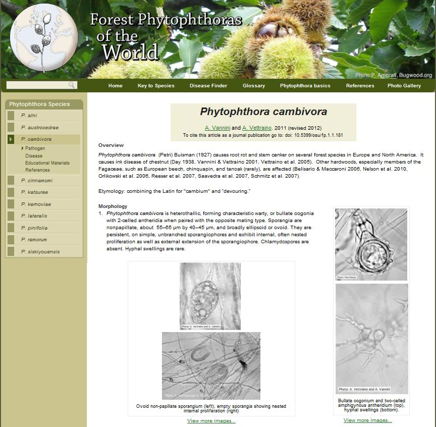 9.6 Vedlegg 6 - Om Phytophthora Informasjon om phytophthora fra http://www.