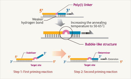 DPO: dual priming