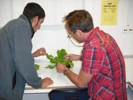 Figur 18. Julien Gomez (t.v.) og Arne Hermansen (t.h.) registrerer antall flekker med sporulering av salatbladskimmel på salatplanter en uke etter eksponering i felt (venstre bilde).