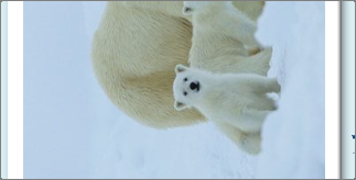 Isbjørner i Arktis.