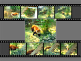 9-bilders 1-bilde 2. Bruk [8] og [2] til å velge enten 9-bilders eller 1-bilde og trykk deretter på [SET].