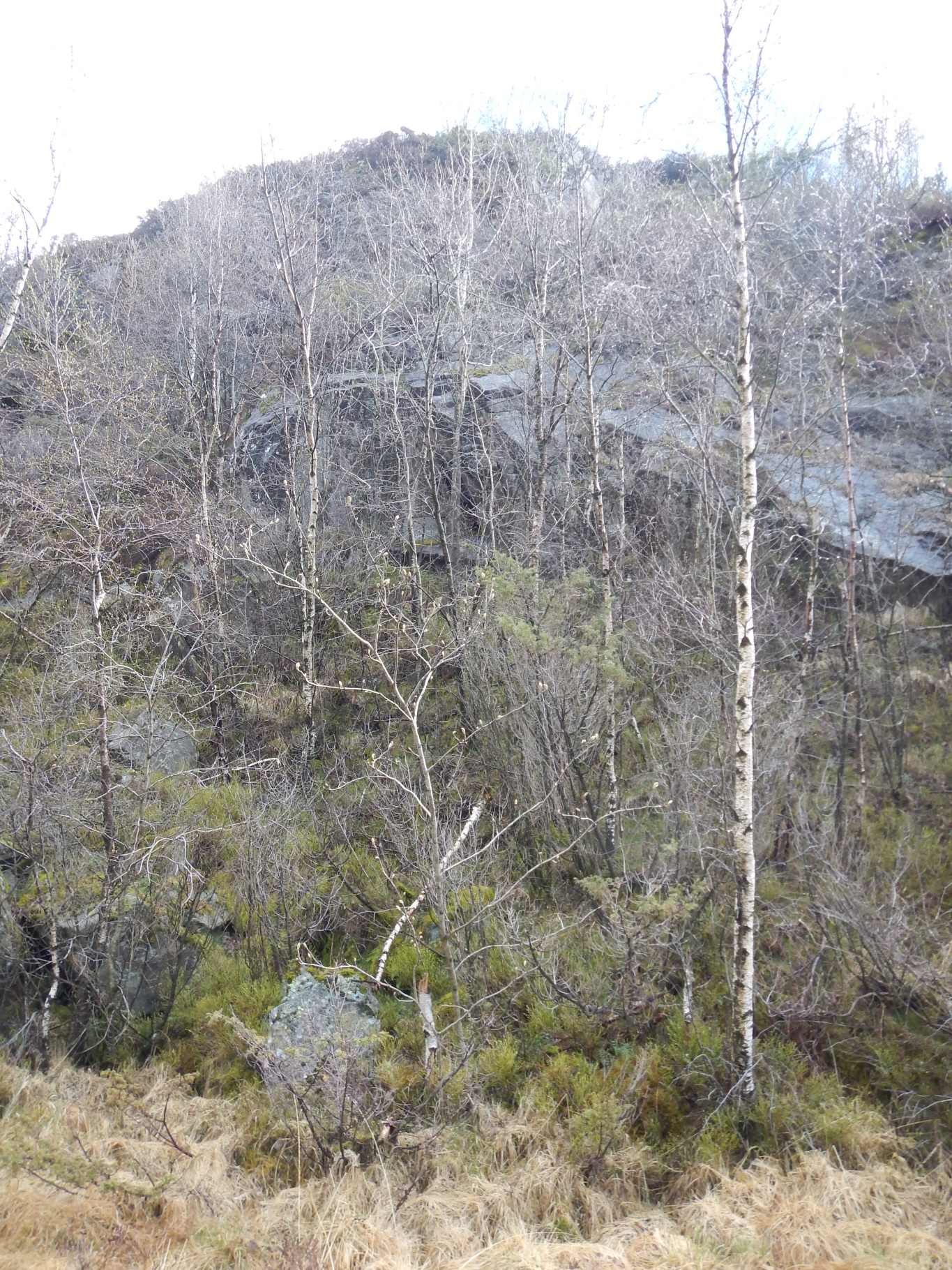 Møgedalsvannet hyttefelt Foto 2: Bergskråning ved lokalitet 2 (tomt 54).