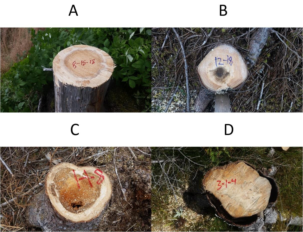 Figur 2: Eksempler fra bildedokumentasjon. Bilde A viser innråte av Heterobasidion spp., Bilde B viser en begynnende innråte av Armillaria spp.