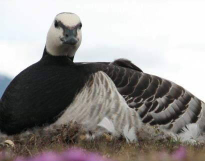 Lange biologiske tidsserier er viktig!