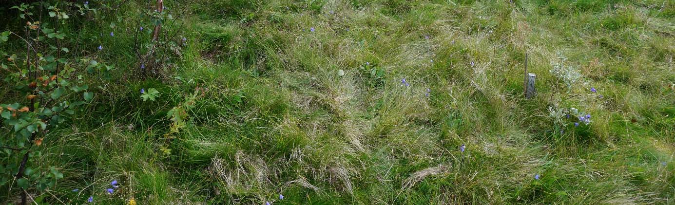 Effekten av skjøtsel på dei tre marinøkkelartane i engvegetasjon (Botrychium boreale, B. lanceolatum, B. lunaria) vart undersøkt av Vold (2013). Figur 2.