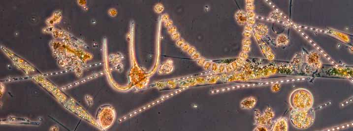 Forvaltning av marine data Hovedsatsingsområde 3 Havforskningsinstituttet har samlet data om havets fysikk og biologi i mer enn hundre år og har dermed lange tidsserier av hydrografi, miljø,