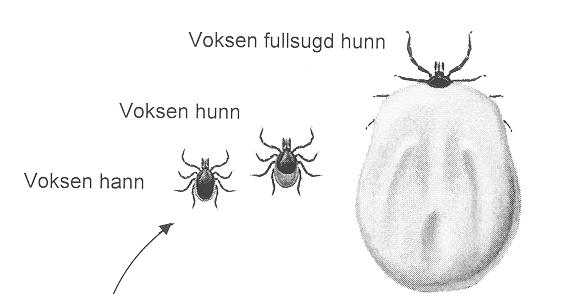 Helseeffektar av klimaendringar Ekstreme temperaturar Ekstreme vêrforhold (flaum, skred, tørke) Mat-og vassborne sjukdomar (t.d. salmonella) Allergiar Lengre pollensesong Nye allergiframkallande planter?