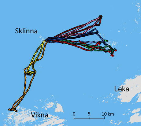 studier på Helgelandskysten. Sildemåke fra Horsvær Den opprinnelige sildemåken i Nord- Norge (underart fuscus) er truet av utryddelse.