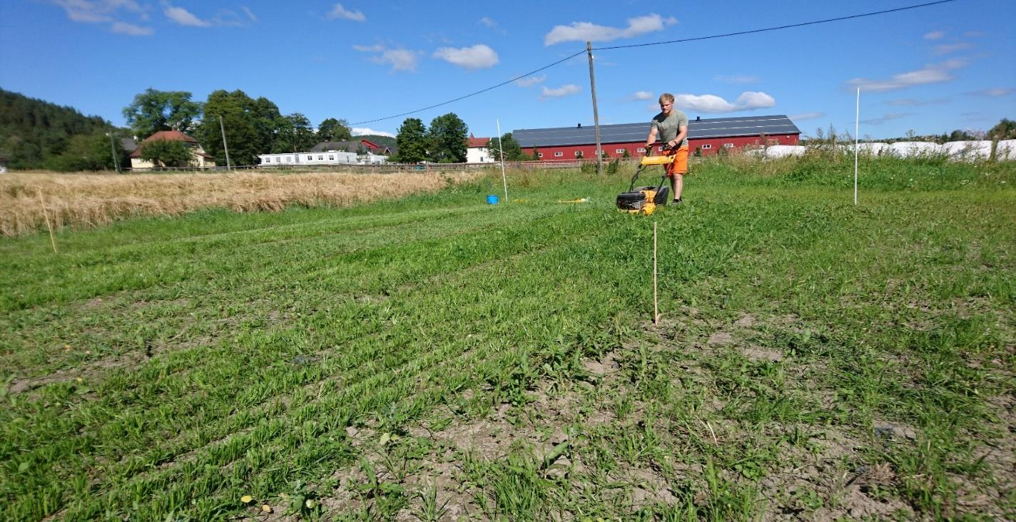 Feltplan høstrug og til beite på Rosthaug vid., avd.buskerud Feltet inneholdt de samme rutene som på Gol, men med litt annen utforming og fordeling på feltet.