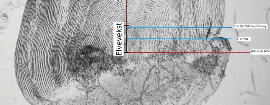 Det ble tatt ut otolitter og skjellprøver av all avlivet fisk. Eksempel på aldersbestemmelse av lakseskjell gitt i bilde 1. Bilde 1. Aldersbestemmelse av lakseskjell.