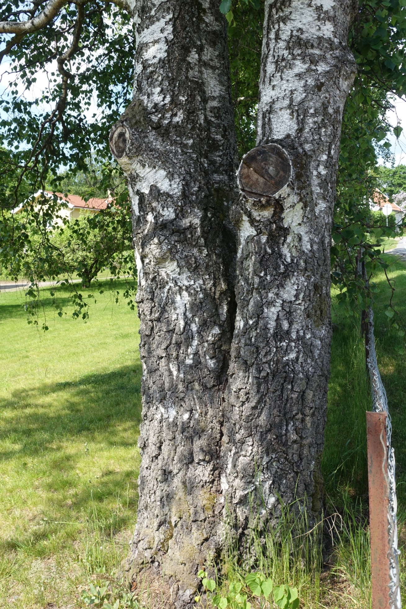 3 Figur 5. Tre nr. 3. Bildet viser antydning til sprekkdannelse mellom treets to kodominante stammer. Det er stor sannsynlighet for at sammenføyningen mellom stammene er svekket av inngrodd bark.