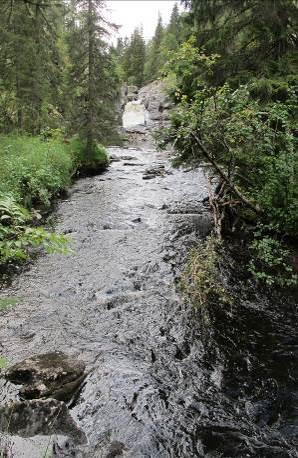 V a n n k r a f t, v i n d k r a f t o g s o l Fiskefaglige påleggsundersøkelser ved Reina kraftverk, Nord-Aurdal kommune Tidsperiode: 2014 Norsk Grønnkraft AS Kontaktperson: Oppdrag via