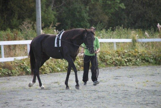 Stranden, representant fra styret i Ørland Travklubb Bjørn Schei, styremedlem Kine Nebb, ungdomsrepresentant Hilde Pettersen Vik, 1. vara Raymon Stranden, 2.