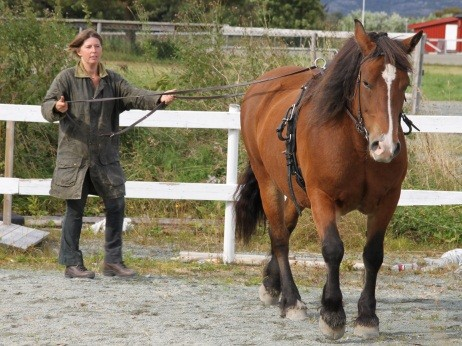 Oppgaver 2012. Vår hovedoppgave er å skape aktiviteter og i 2012 har hatt følgende aktiviteter; Ride- og Tømmekjøringskurs.