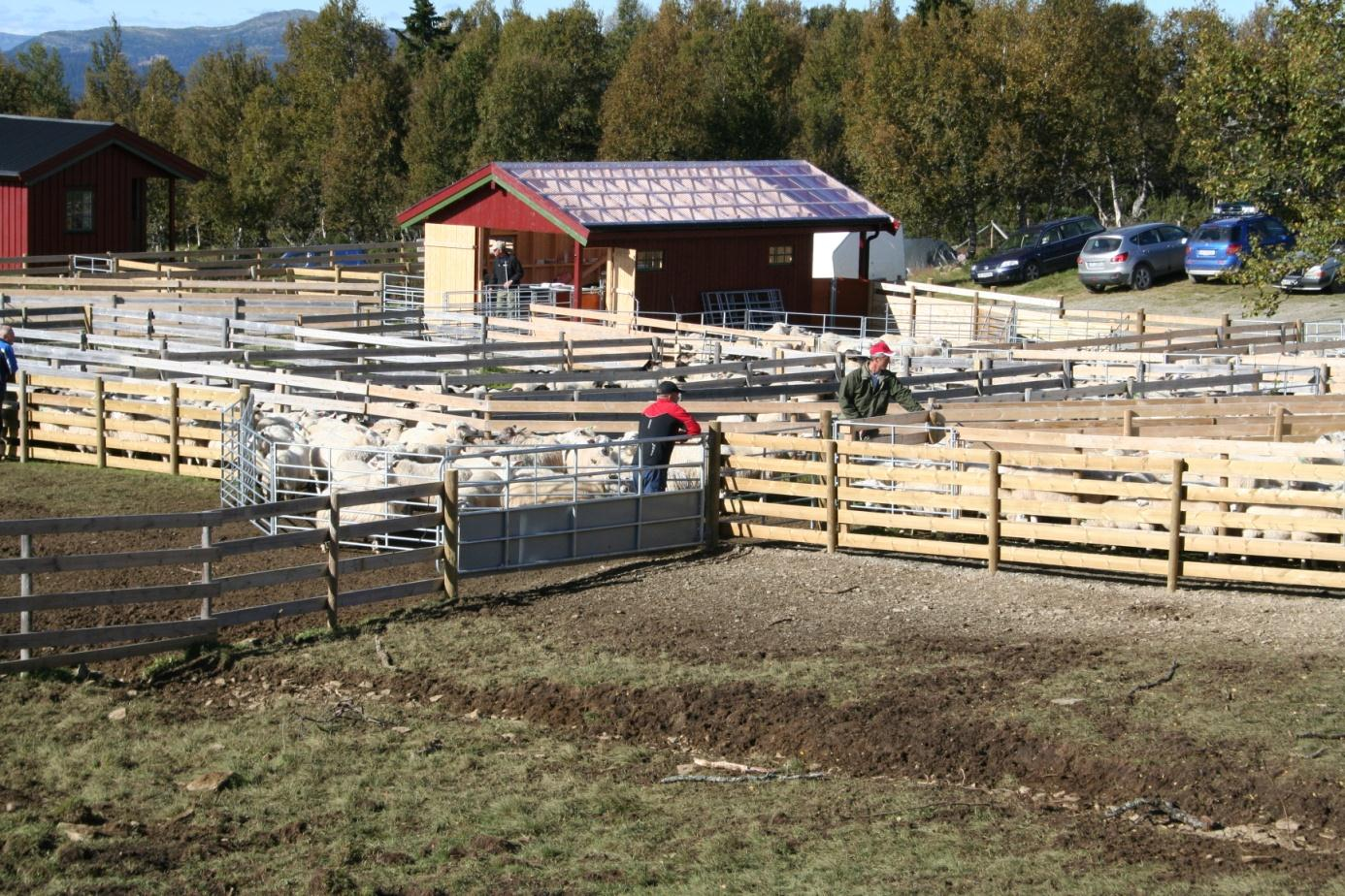 LANDBRUKSAVDELINGEN Tromsbua, Fåvang Gjeterlag, 2.