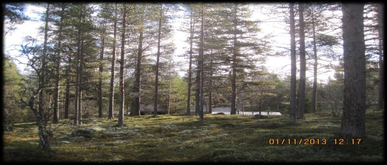 3 Landskap og vegetasjon Ifølge det nasjonale referansesystemet til Skog- og landskap er planområdet en del av landskapsregionen «Fjellskogen i Sør-Norge», og er også en del av et