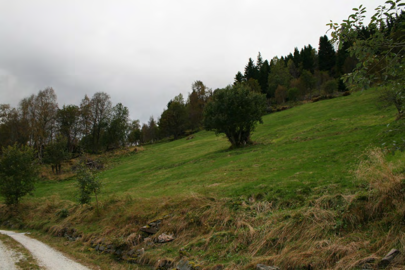 Heggland, Voss, 17. september 2011. Slåttemarka, delområde B, sett frå nedre delen mot vest. Foto: Mary Holmedal Losvik. Liten mønjevokssopp.