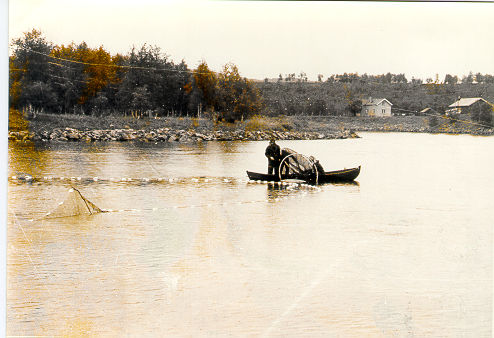 Fig 3. Røkting av smoltrusa ved Korbistryket. Foto: Rolf Arvola Tab. 5. Fordeling av gjenfangster 1-3 år etter merking. Number of recaptures 1-3 years after tagging.