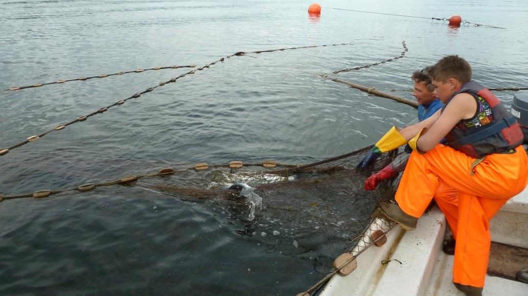 Sjølaksefisket Totalt ble det fisket 41,5 tonn laks og 1300 kg sjøaure på kilenøter i Namdal.