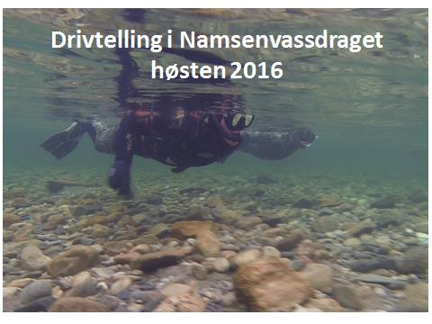 Foto: Ferskvannsbiologen Drivtelling av gytelaks (snorkling) ble foretatt på