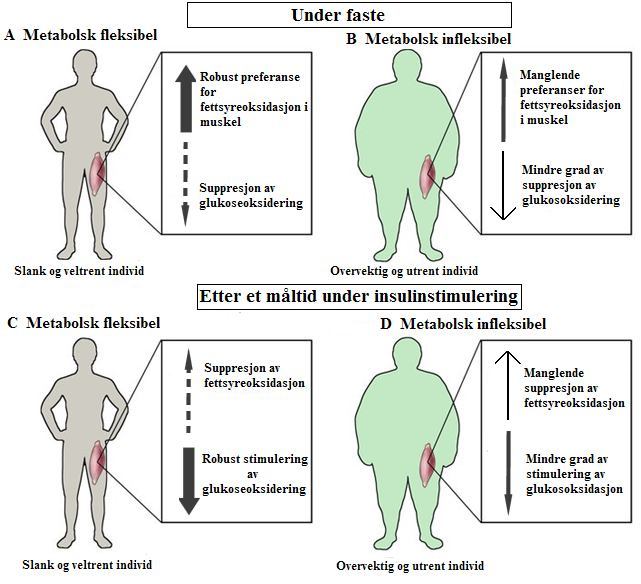 Innledning Figur 1.2: Oversikt over metabolsk fleksibilitet i skjelettmuskel. Under faste har slanke, veltrente individer (A) stor grad av fettsyreoksidasjon i skjelettmuskel.