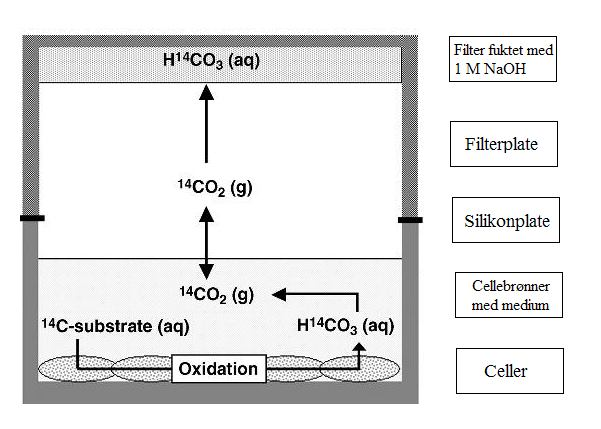 Materialer og metoder Figur 2.2 Prinsipp bak substrat-oksidasjonsmetoden. Radiomerkede substanser, glukose og fettsyrer, oksideres i cellene.