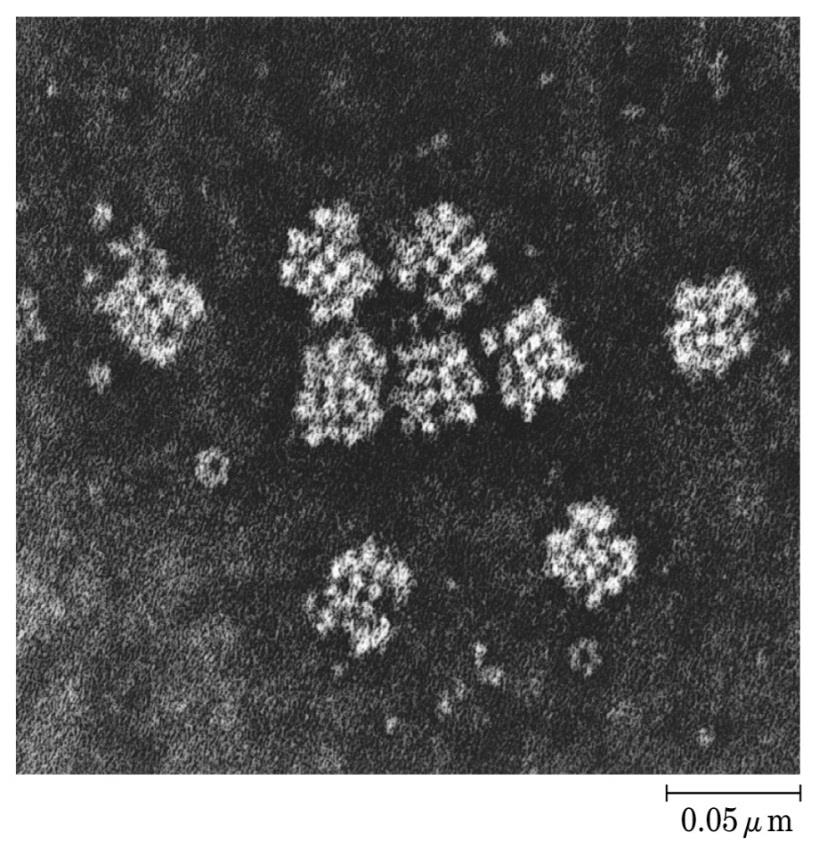 15 Pyruvat dehydrogenase (PDH) PDH er det største multienzymkomplekset som er kjent, og består av: Pyruvat dekarboksylase (E1) (x30) (E1 kalles i noen lærebøker for pyruvat dehydrogenase)