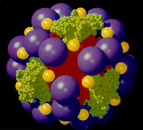 16 Pyruvat dehydrogenase (PDH) Kjernekompleks: 60 kopier av E 2 (rød)