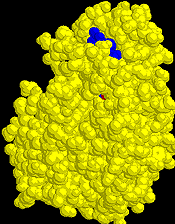 26 1 Sitrat syntase starter syklusen Binding av oksaleddiksyre induserer en