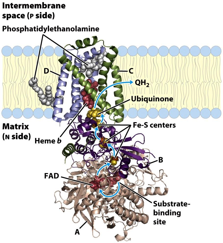 55 Kompleks II: Ravsyre dehydrogenase Det eneste proteinet i TCA syklus som sitter i mitokondriemembranen. 4 ulike subenheter (A-D) og 5 prostetiske grupper (FAD, 3x FeS og Heme b).