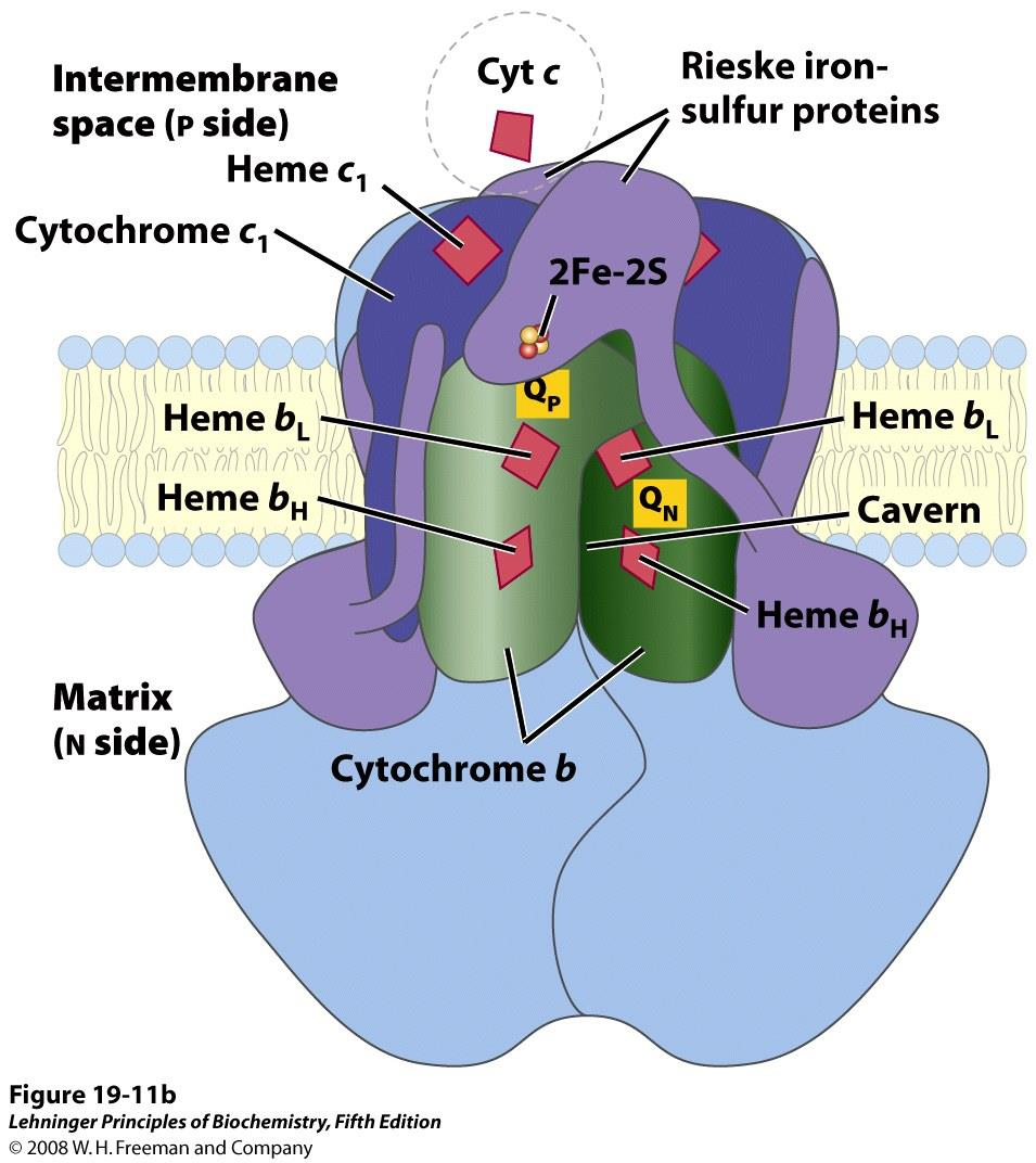 56 Kompleks III: Cytokrom bc 1 -komplekset Komplekset har 2 bindingsseter for ubiquinol: Q N og Q P 2e - overføres fra: QH 2 2Fe-2S Cytokrom b cytokrom c 1 cytokrom c
