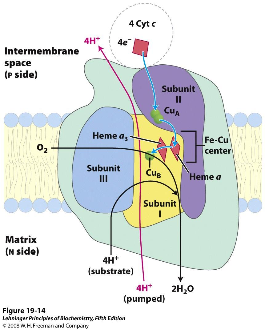 57 Kompleks IV: Cytokrom oksidase Dette er det siste trinnet i elektrontransportkjeden. Her overføres to e - fra cytokrom c til to kopperioner bundet til proteinet.