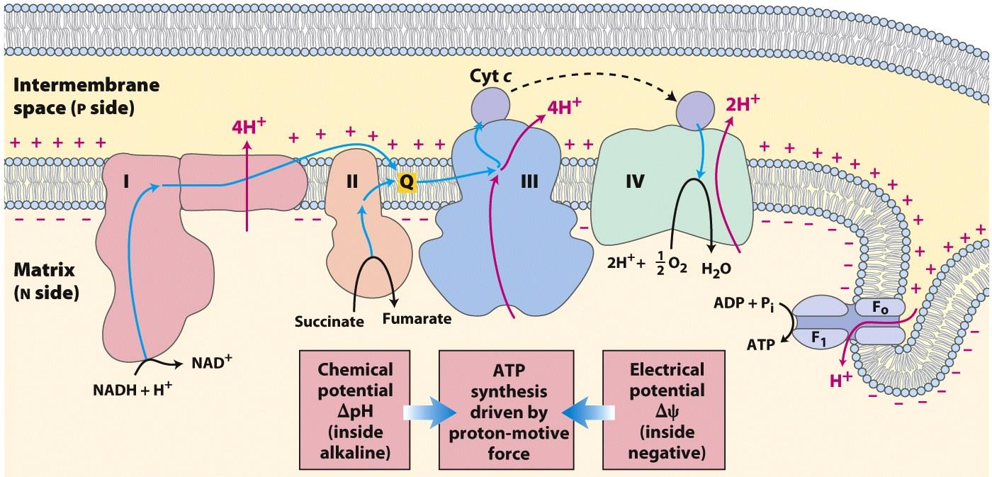 59 Elektrontransportkjeden H + kan bare nå inn i matrix via proton-spesifikke kanaler (F o ).