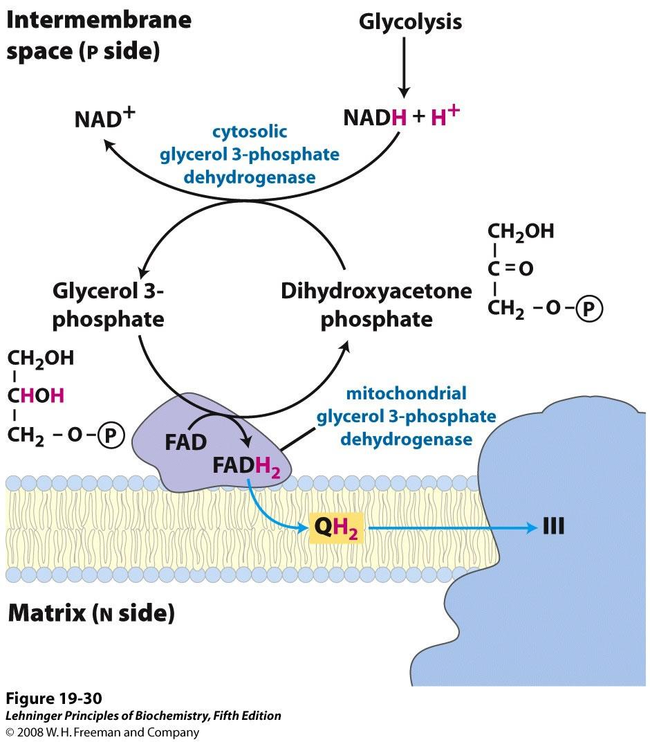 68 Glycerol-fosfat shuttle (Muskel og hjerne) Elektroner fra NADH i cytosol overføres til glycerol-3-fosfat vha glycerol-3-fosfat dehydrogenase (cytoplasma).
