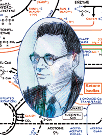 9 SIR HANS KREBS Professor i biokjemi (University of Sheffield og Oxford). Vant nobelprisen i medisin/fysiologi i 1953.