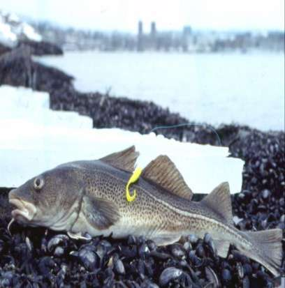 Torsk og tobis - Torsk gyter i vann med ca 7 o C. Gyteområder og vandringer forflyttes. Tobis (småsil). Nøkkelart i Nordsjøen. Overfiska? Varmere hav?