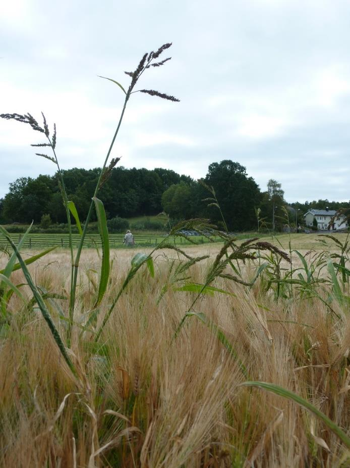 Dårlig reingjort tresker sprer ugras Floghavre og hønsehirse