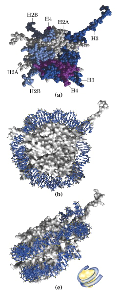 H4 H3 H2A H2A H3 H2B H4 H2B Humant kromatin består av en repeterende enhet kalt nukleosomer, som består av 146 bp DNA tvinnet ca 2 ganger rundt en oktamer av histon H2A, H2B, H3 og H4.