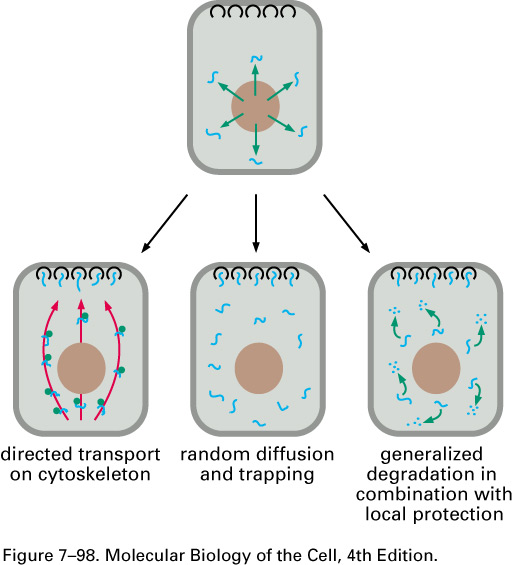 Regulering av mrna lokalisering Spesifikke mrna lokaliseres til spesifikke steder i cellen, noe som er av fundamental betydning for multicellulære organismer.